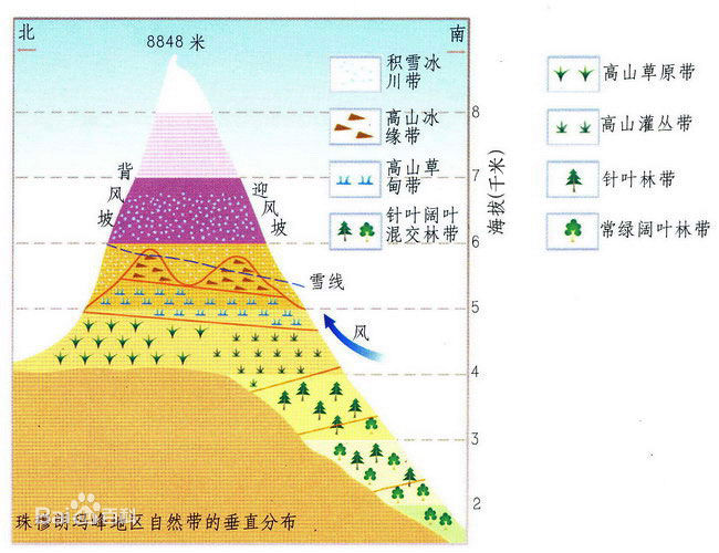 垂直帶性