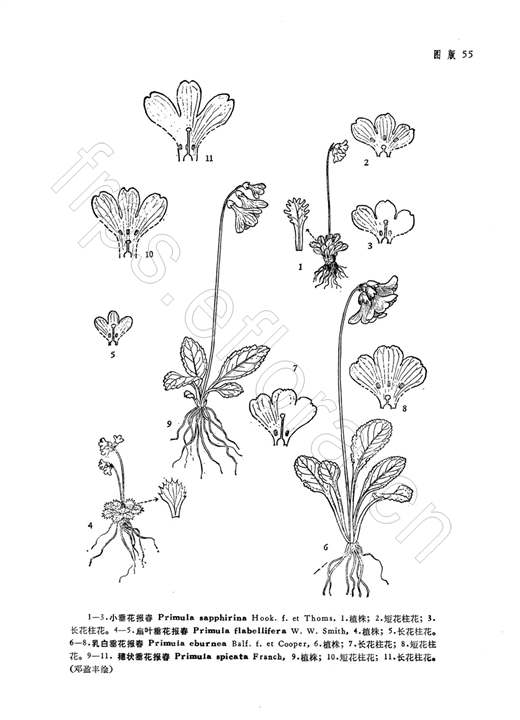 穗狀垂花報春