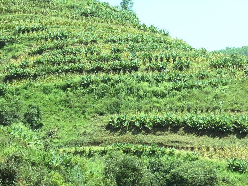 小香村