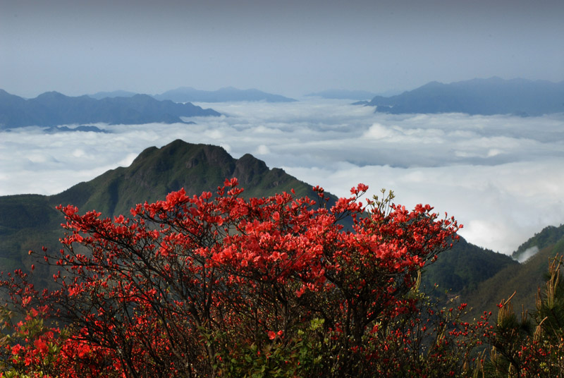 杜鵑山生態旅遊區