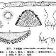 柳粉虱蚜