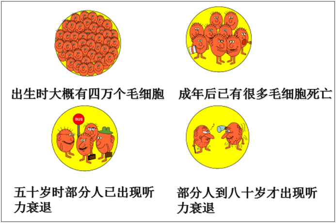 毛細胞的壽命