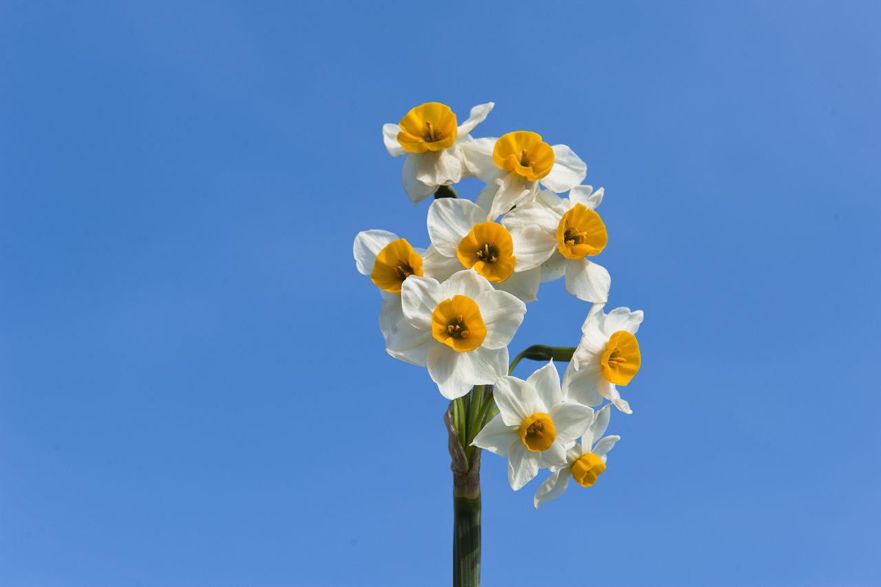 平潭水仙花