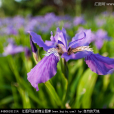 香根鳶尾花