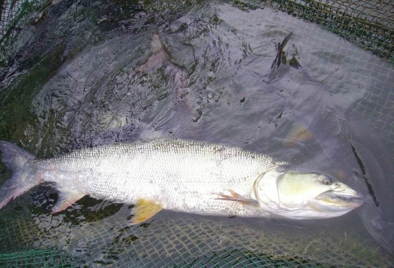 丹江口鱤魚