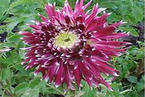 Dahlia (group)