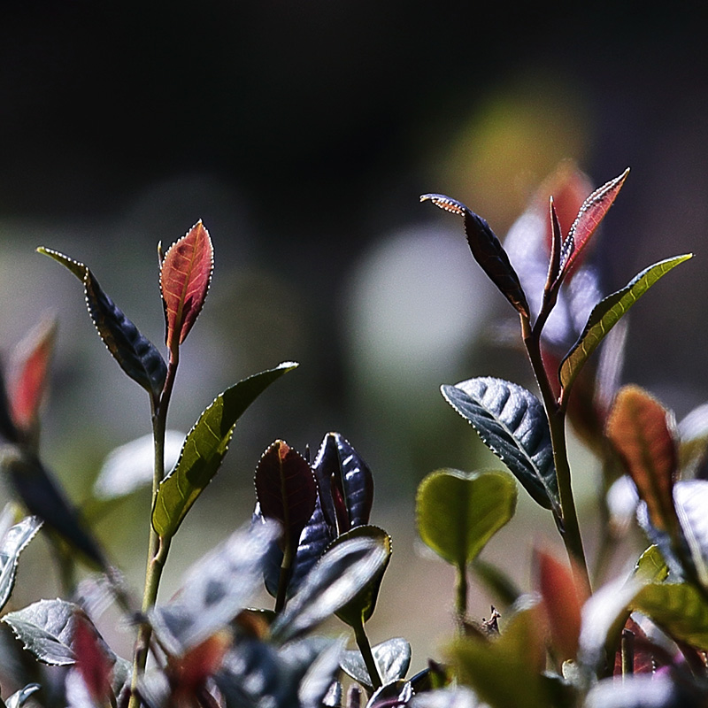 峨眉紫筍茶