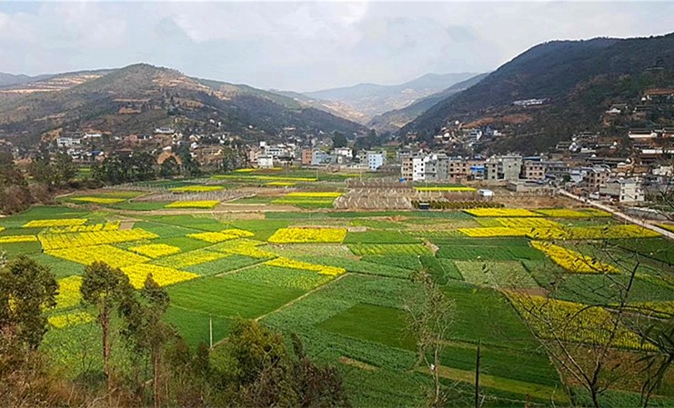 白雲村(雲南省彌渡縣苴力鎮白雲村)