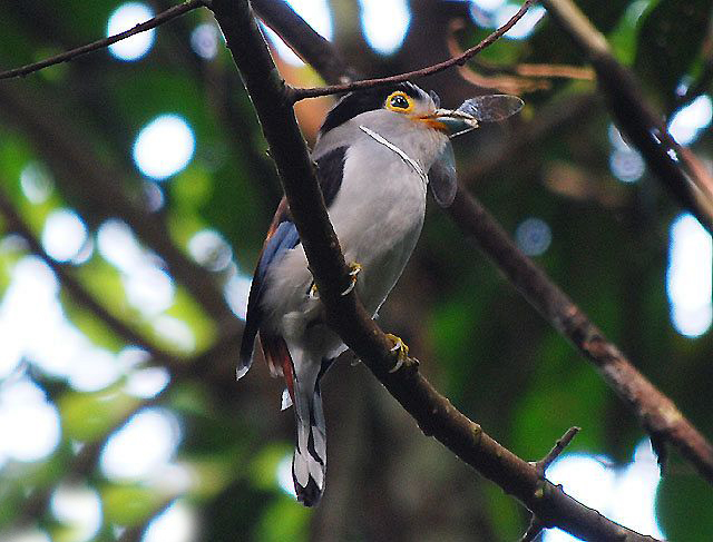 馬來銀胸絲冠鳥(圖4)