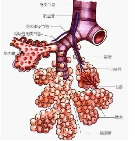 支氣管樹