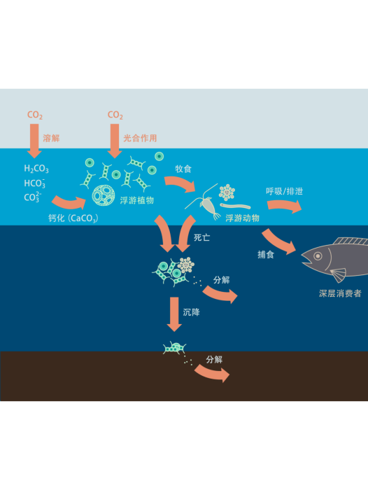 生物泵