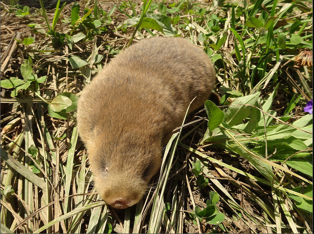 阿爾泰鼢鼠