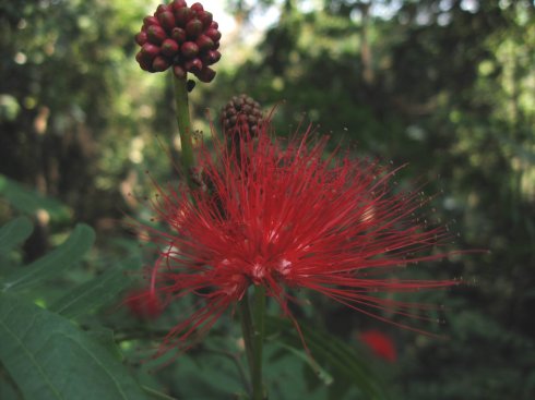 朱纓花屬