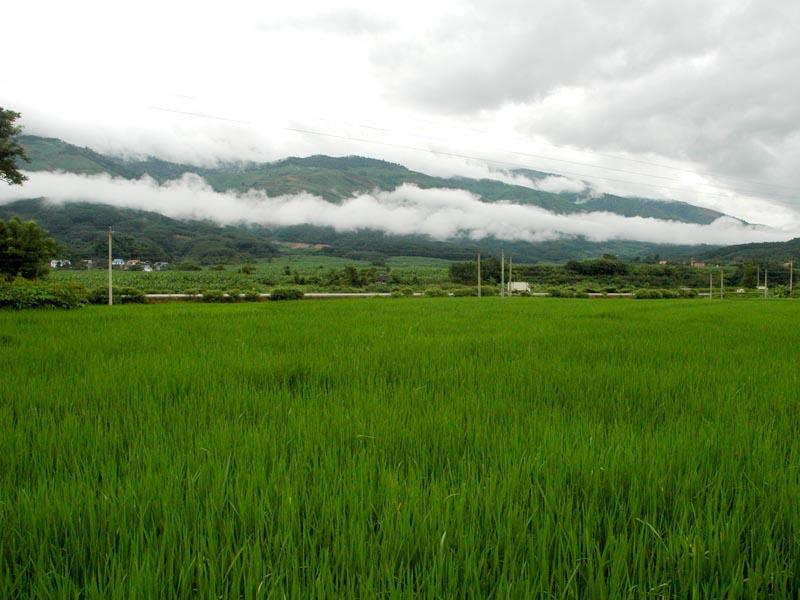 曼養利村-水田