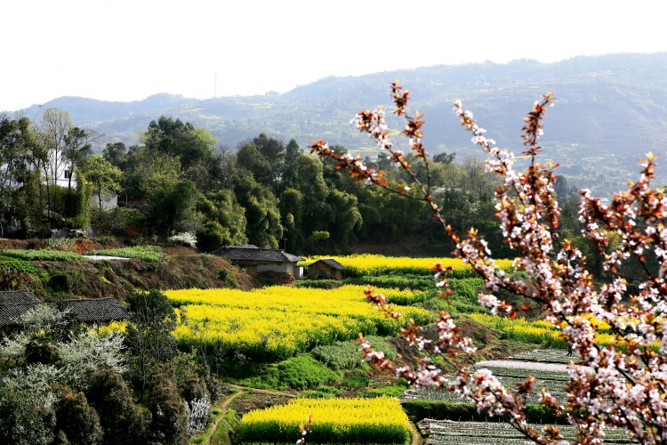 曹家鄉(四川萬源市曹家鄉)