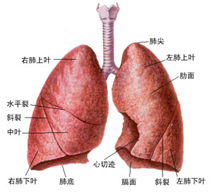 疾病示例