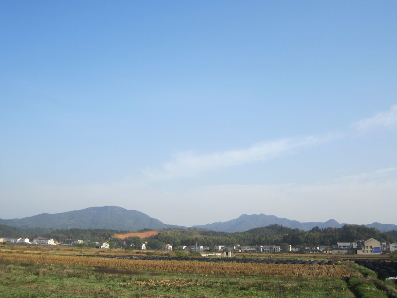 金橋村