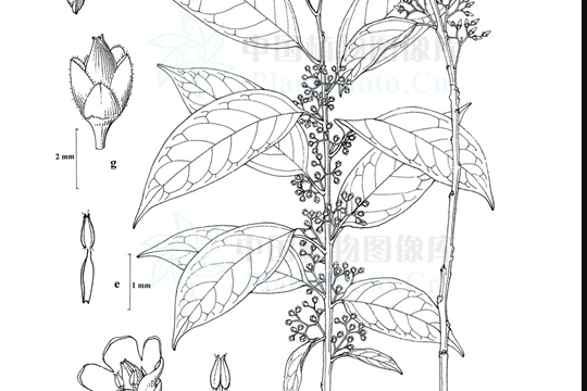 全緣肋果茶