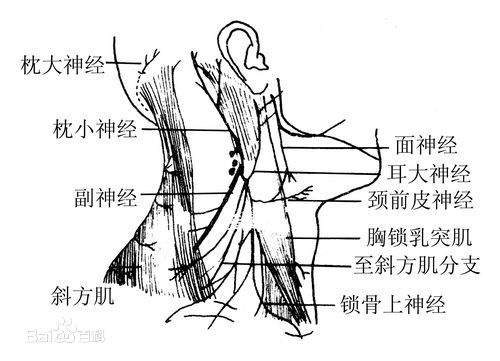 迷走副神經