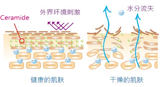 Ceramide防止水分蒸散