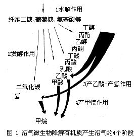 沼氣發酵微生物