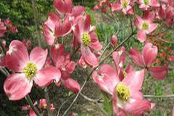 Cornus florida \x27Comco No. 1\x27 CHEROKEE BRAVE