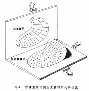 球囊囊斑及橢圓囊囊斑所處的位置