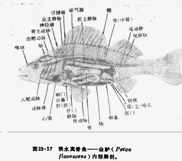 輻鰭亞綱(輻鰭魚亞綱)