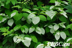 葛棗獼猴桃 Actinidia polygama