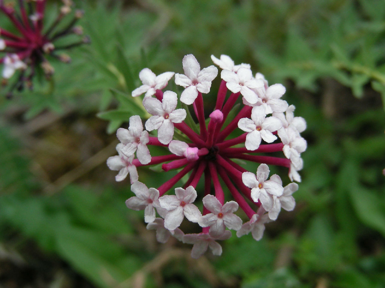 饅頭花