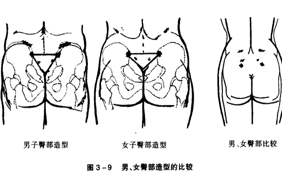 臀部(人體部位)