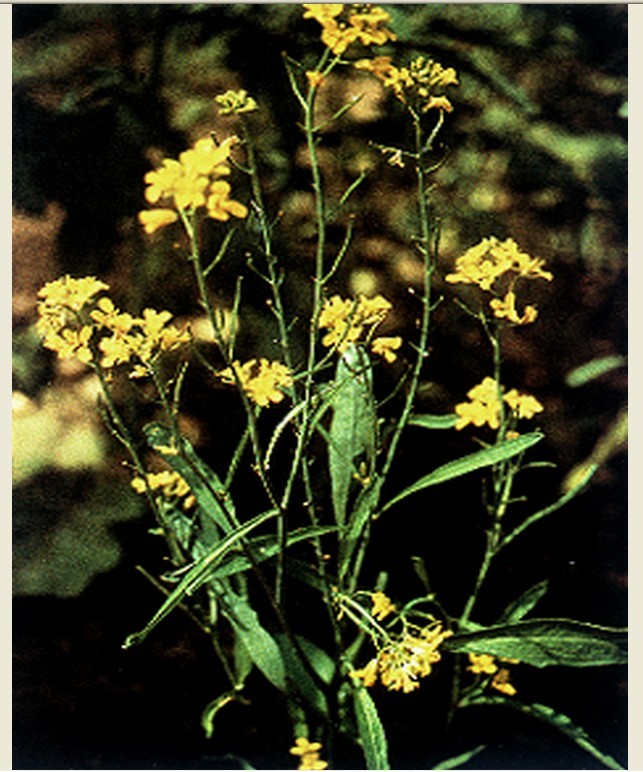 芥子植株含芥子酶