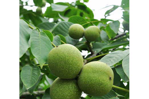 煙臺野核桃家系1號