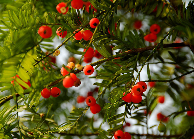 紅豆杉種植