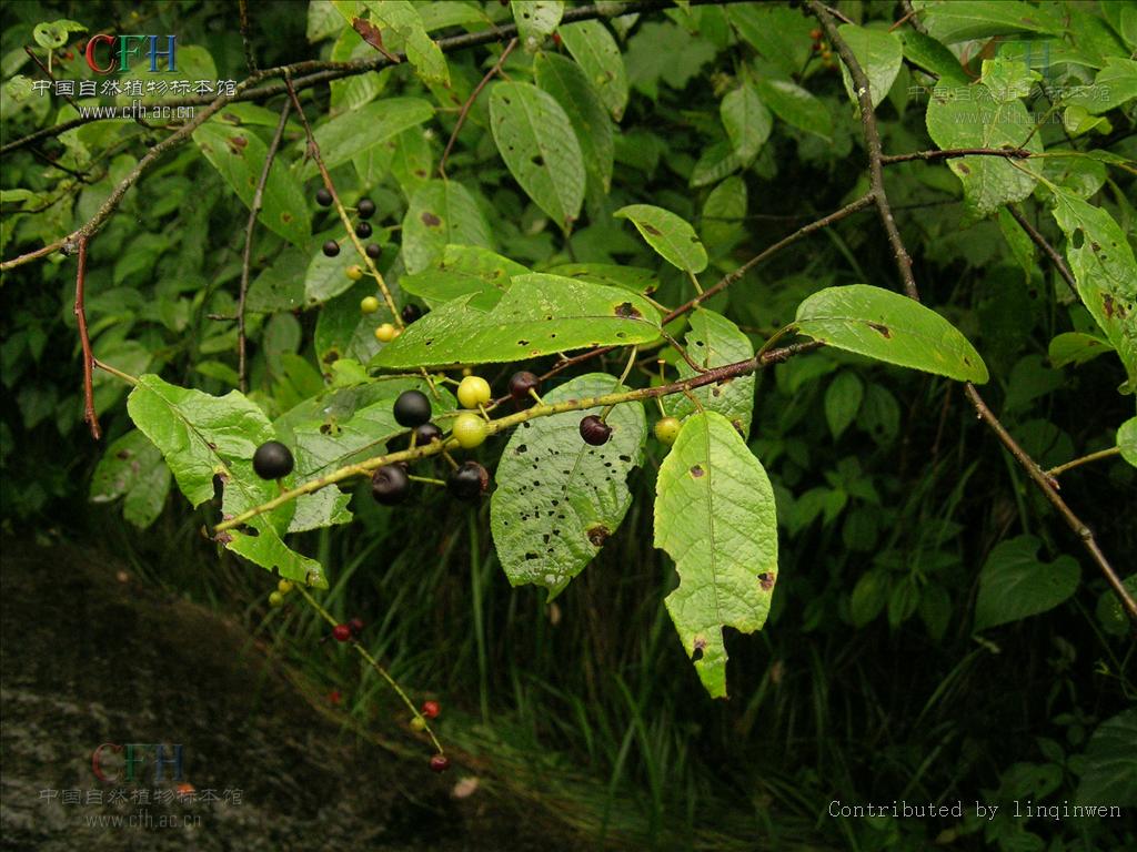 粗梗稠李