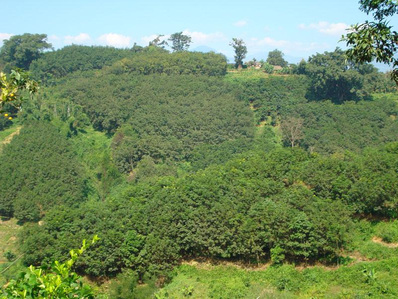 包包新寨自然村-村民種植的橡膠林