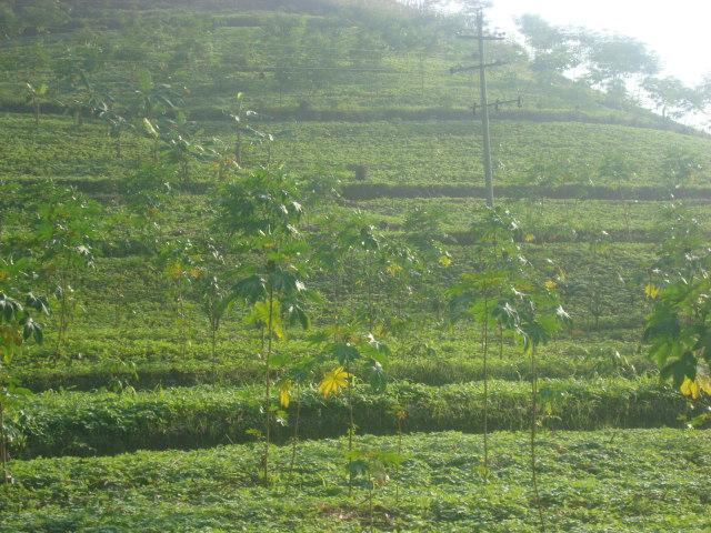 團樹村橡膠