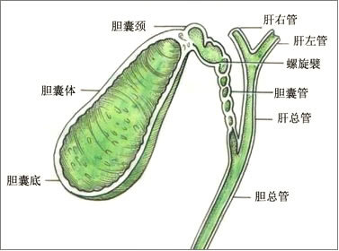 膽道系統