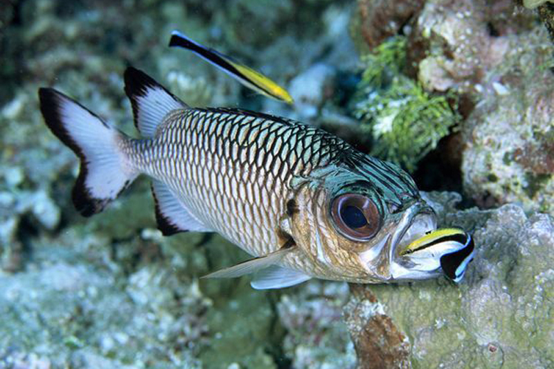 短尾棘茄魚