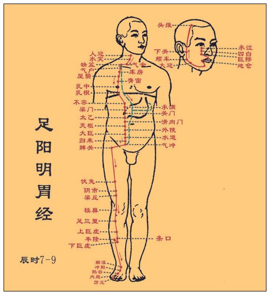 足陽明胃經穴