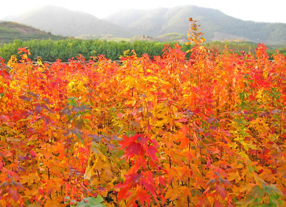 深圳市七彩紅園藝有限公司