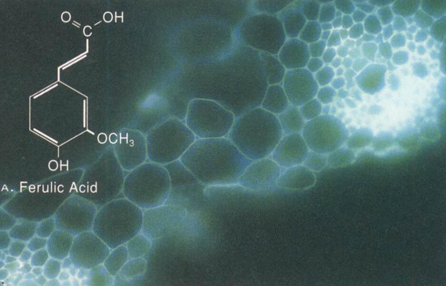 分子(molecule（分子）)