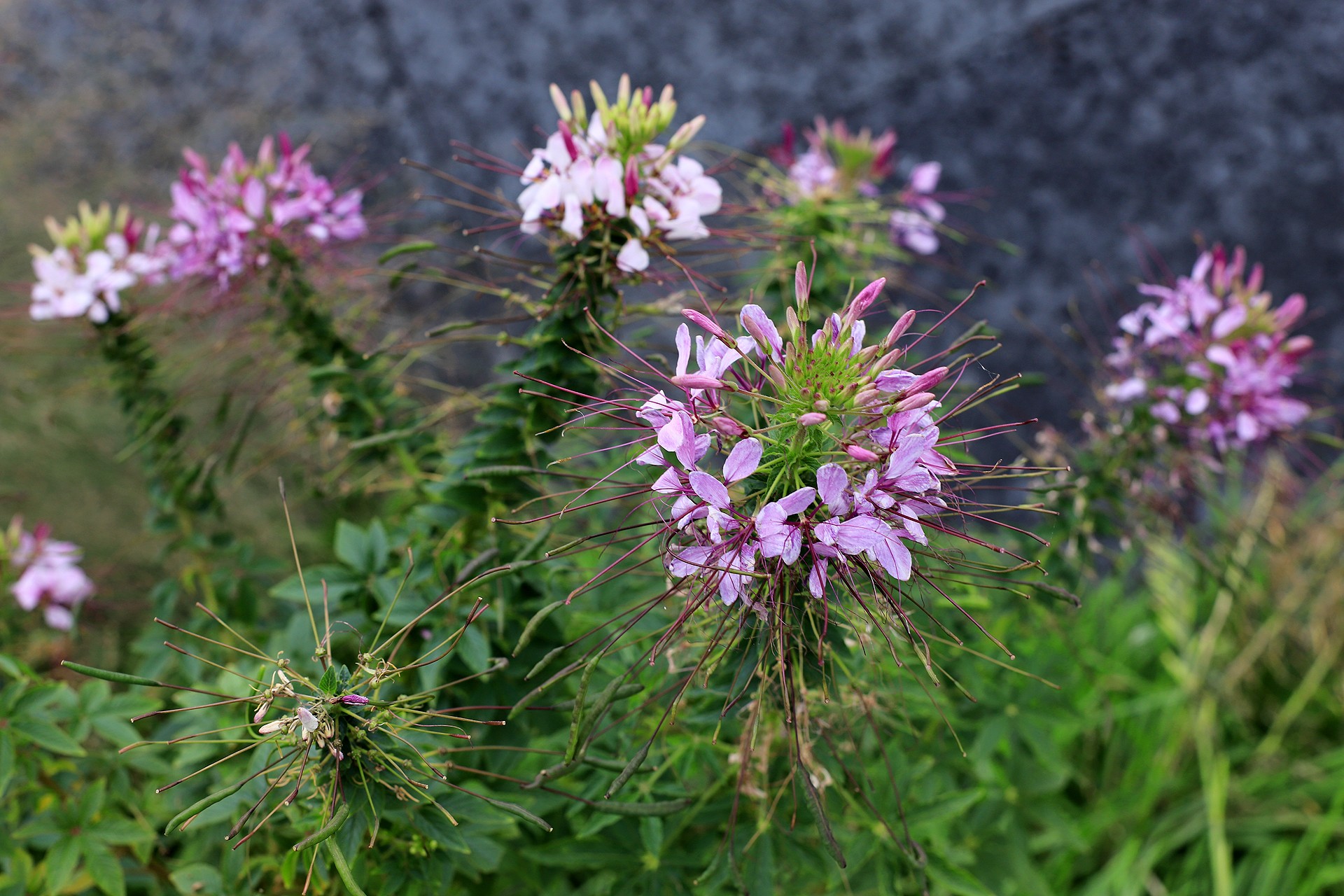 醉蝶花