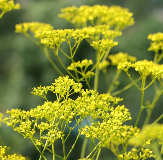 黃花敗醬(黃花龍芽)