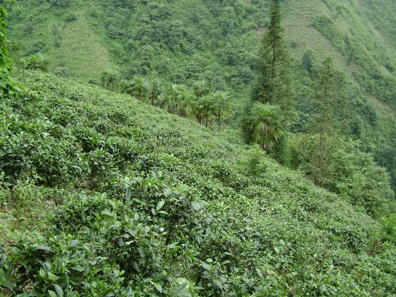 種植業