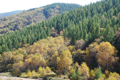 豐鎮紅山森林風景區