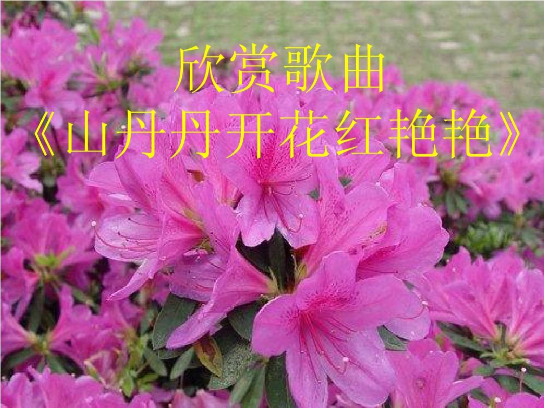 山丹丹開花紅艷艷(陝北民歌)