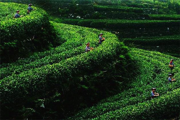 秀芽茶葉觀光基地