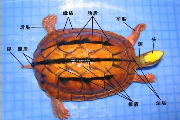 金錢龜外形結構