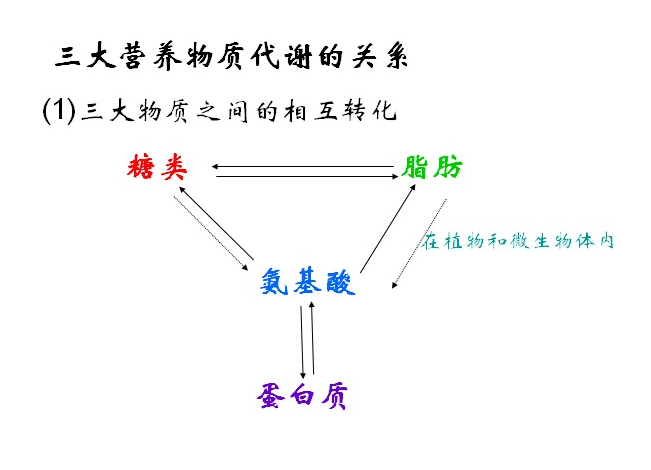 三大營養物質